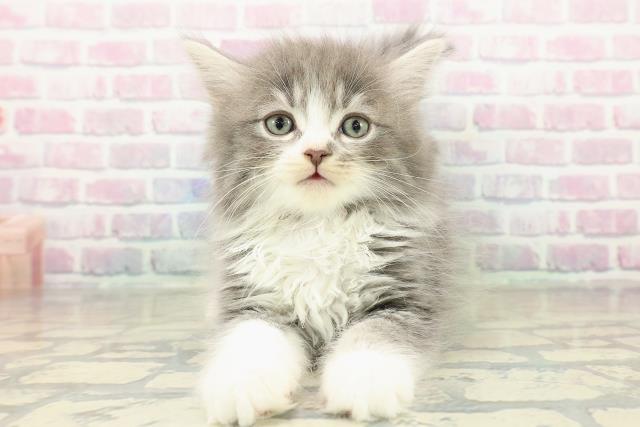 奈良県のラガマフィン (Coo&RIKU奈良新庄店/2025年11月14日生まれ/男の子/ブルータビーホワイト)の子猫の1枚目の画像