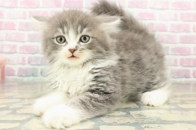 奈良県のラガマフィン (Coo&RIKU奈良新庄店/2025年11月14日生まれ/男の子/ブルータビーホワイト)の子猫の2枚目の画像