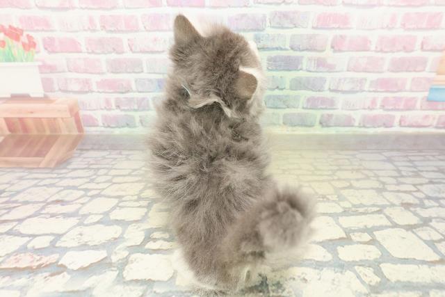 奈良県のラガマフィン (Coo&RIKU奈良新庄店/2025年11月14日生まれ/男の子/ブルータビーホワイト)の子猫の4枚目の画像