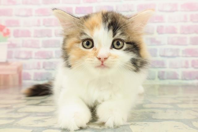 兵庫県のラガマフィン (Coo&RIKU伊丹店/2025年11月14日生まれ/女の子/キャリコバン)の子猫の1枚目の画像