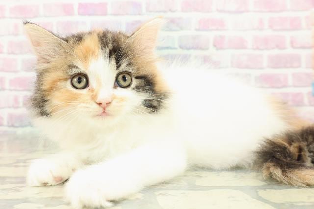 兵庫県のラガマフィン (Coo&RIKU伊丹店/2025年11月14日生まれ/女の子/キャリコバン)の子猫の2枚目の画像