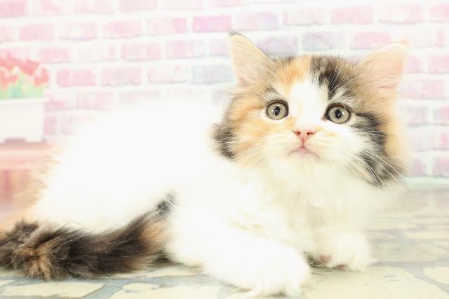 兵庫県のラガマフィン (Coo&RIKU伊丹店/2025年11月14日生まれ/女の子/キャリコバン)の子猫の3枚目の画像