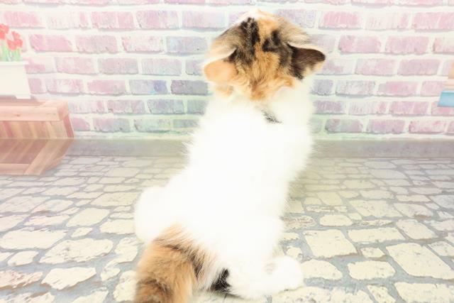 兵庫県のラガマフィン (Coo&RIKU伊丹店/2025年11月14日生まれ/女の子/キャリコバン)の子猫の4枚目の画像