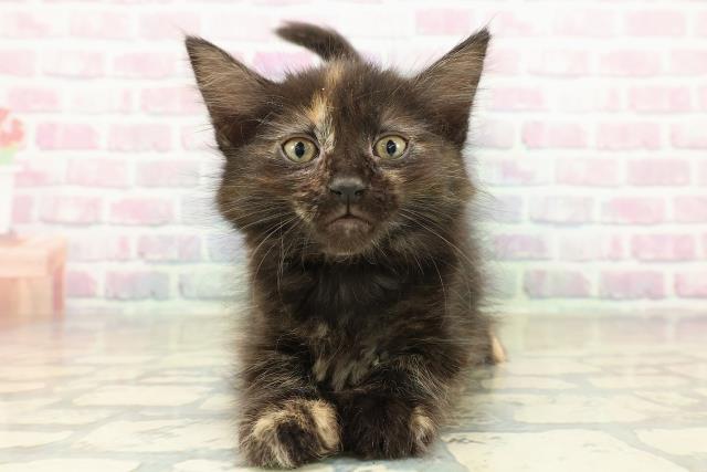 埼玉県のメインクーン (Coo&RIKU春日部店/2025年11月16日生まれ/女の子/トーティー)の子猫の1枚目の画像