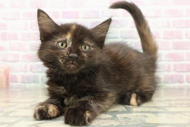 埼玉県のメインクーン (Coo&RIKU春日部店/2025年11月16日生まれ/女の子/トーティー)の子猫の2枚目の画像