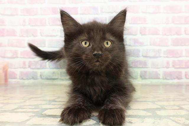 千葉県のメインクーン (Coo&RIKUアクロスモール新鎌ケ谷店/2025年11月16日生まれ/女の子/ブラック)の子猫の1枚目の画像