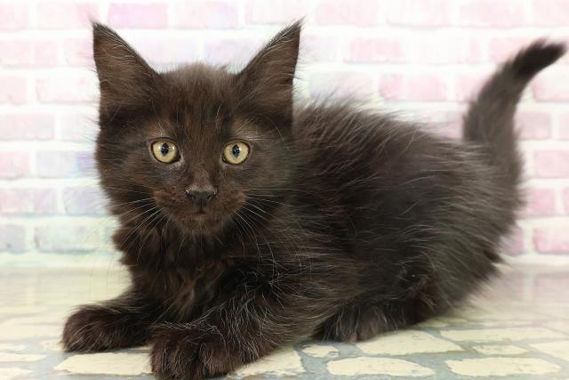 千葉県のメインクーン (Coo&RIKUアクロスモール新鎌ケ谷店/2025年11月16日生まれ/女の子/ブラック)の子猫の2枚目の画像