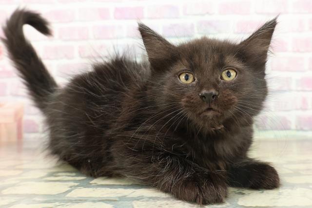 千葉県のメインクーン (Coo&RIKUアクロスモール新鎌ケ谷店/2025年11月16日生まれ/女の子/ブラック)の子猫の3枚目の画像