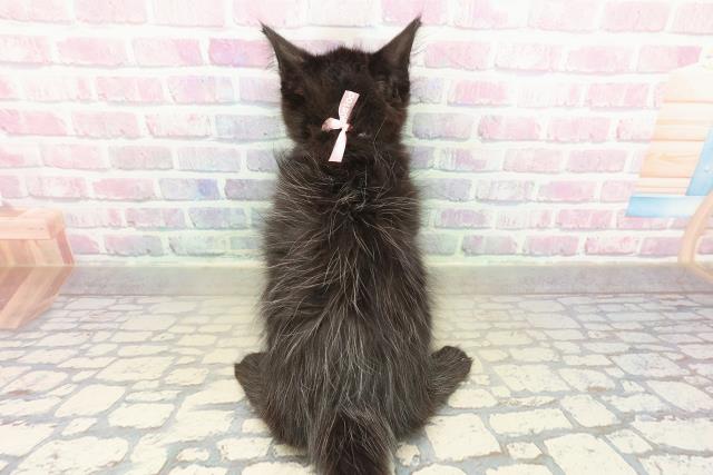 千葉県のメインクーン (Coo&RIKUアクロスモール新鎌ケ谷店/2025年11月16日生まれ/女の子/ブラック)の子猫の4枚目の画像