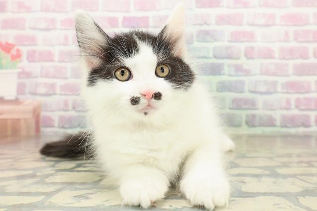 栃木県のメインクーン (Coo&RIKUイオンタウン佐野店/2025年11月16日生まれ/女の子/ブラックホワイト)の子猫の1枚目の画像