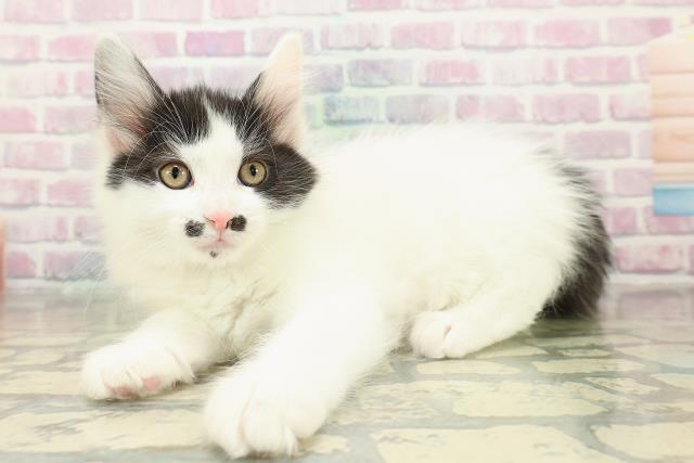 栃木県のメインクーン (Coo&RIKUイオンタウン佐野店/2025年11月16日生まれ/女の子/ブラックホワイト)の子猫の2枚目の画像