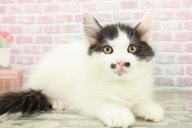 栃木県のメインクーン (Coo&RIKUイオンタウン佐野店/2025年11月16日生まれ/女の子/ブラックホワイト)の子猫の3枚目の画像