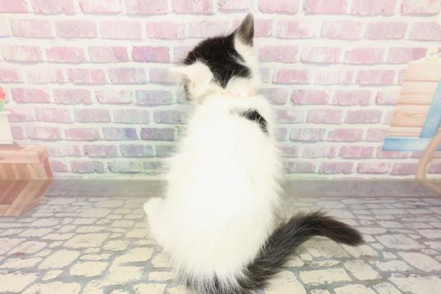 栃木県のメインクーン (Coo&RIKUイオンタウン佐野店/2025年11月16日生まれ/女の子/ブラックホワイト)の子猫の4枚目の画像