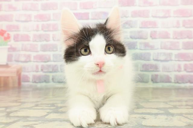 埼玉県のメインクーン (Coo&RIKU川口戸塚店/2025年11月16日生まれ/女の子/ブラックホワイト)の子猫の1枚目の画像