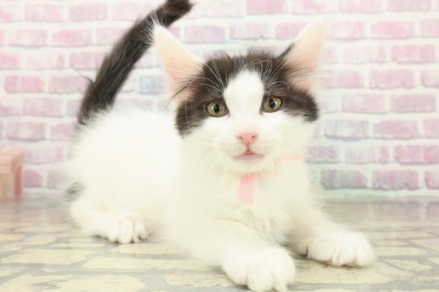 埼玉県のメインクーン (Coo&RIKU川口戸塚店/2025年11月16日生まれ/女の子/ブラックホワイト)の子猫の3枚目の画像