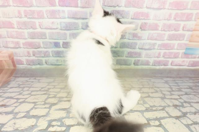 埼玉県のメインクーン (Coo&RIKU川口戸塚店/2025年11月16日生まれ/女の子/ブラックホワイト)の子猫の4枚目の画像