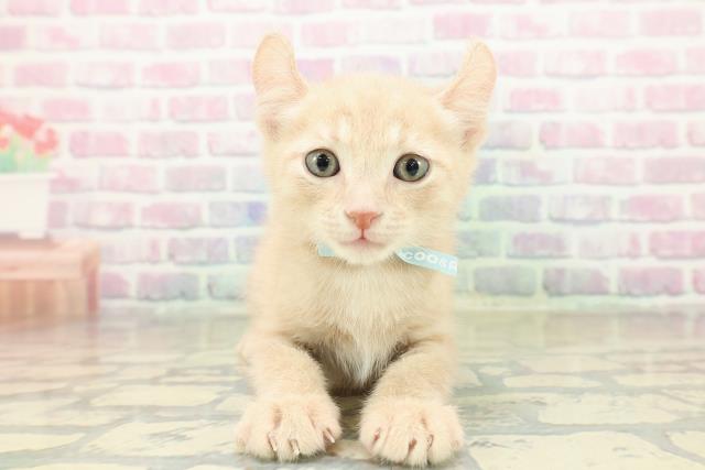 兵庫県のアメリカンカール (Coo&RIKU姫路店/2025年11月16日生まれ/男の子/クリームタビー)の子猫の1枚目の画像