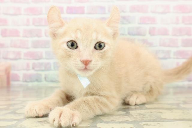 兵庫県のアメリカンカール (Coo&RIKU姫路店/2025年11月16日生まれ/男の子/クリームタビー)の子猫の2枚目の画像