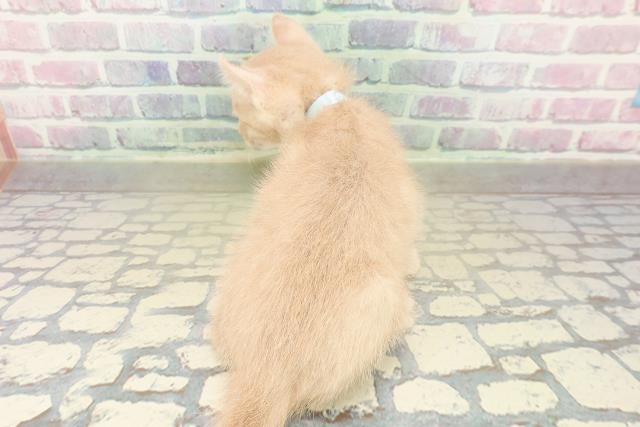 兵庫県のアメリカンカール (Coo&RIKU姫路店/2025年11月16日生まれ/男の子/クリームタビー)の子猫の4枚目の画像