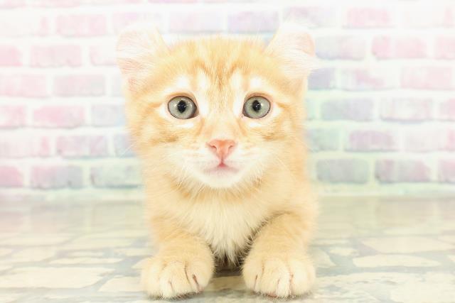 兵庫県のアメリカンカール (Coo&RIKU神戸三宮店/2025年11月16日生まれ/女の子/レッドタビー)の子猫の1枚目の画像