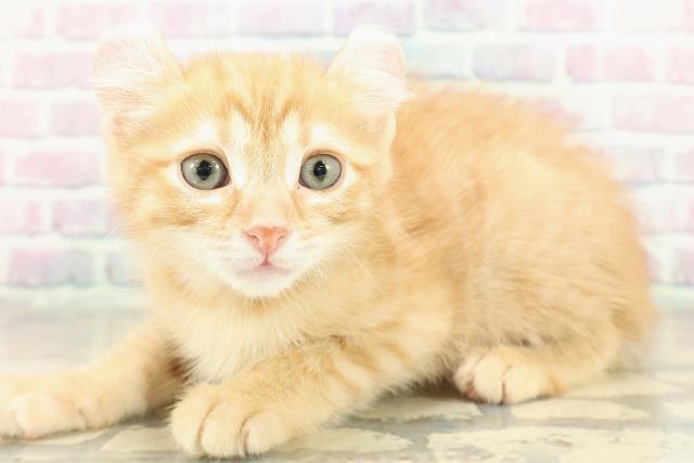 兵庫県のアメリカンカール (Coo&RIKU神戸三宮店/2025年11月16日生まれ/女の子/レッドタビー)の子猫の2枚目の画像