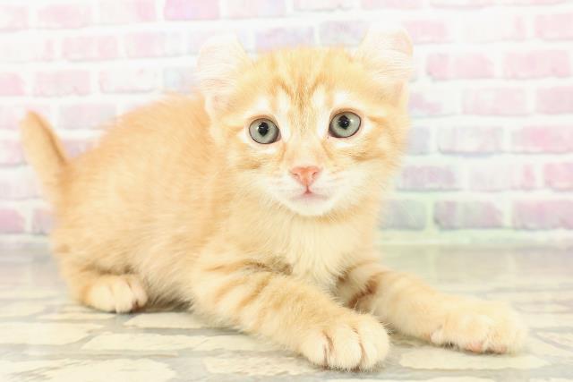 兵庫県のアメリカンカール (Coo&RIKU神戸三宮店/2025年11月16日生まれ/女の子/レッドタビー)の子猫の3枚目の画像