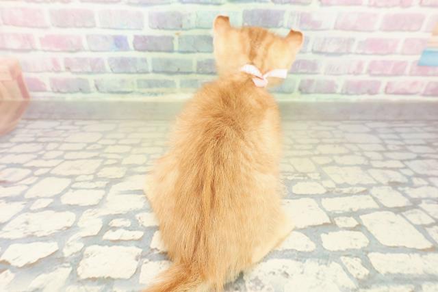 兵庫県のアメリカンカール (Coo&RIKU神戸三宮店/2025年11月16日生まれ/女の子/レッドタビー)の子猫の4枚目の画像