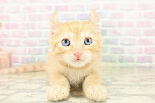 兵庫県のアメリカンカール (Coo&RIKU神戸垂水店/2025年11月16日生まれ/男の子/レッドタビー)の子猫の1枚目の画像