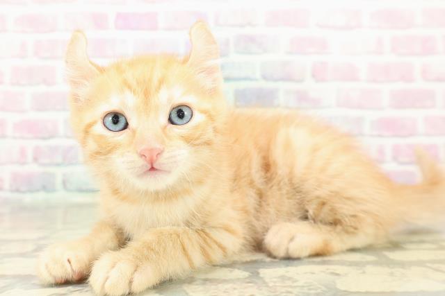 兵庫県のアメリカンカール (Coo&RIKU神戸垂水店/2025年11月16日生まれ/男の子/レッドタビー)の子猫の2枚目の画像