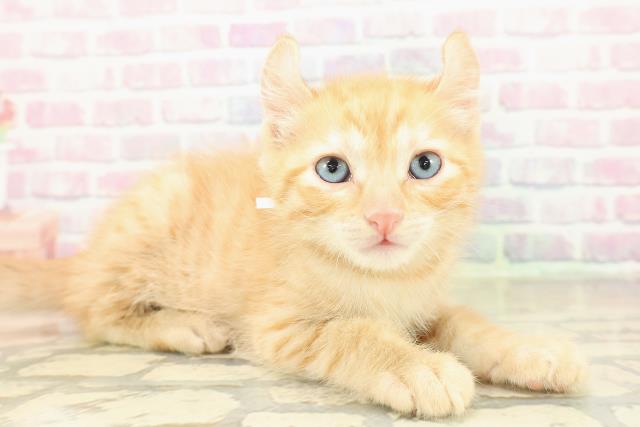 兵庫県のアメリカンカール (Coo&RIKU神戸垂水店/2025年11月16日生まれ/男の子/レッドタビー)の子猫の3枚目の画像