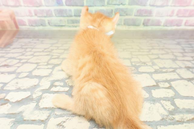 兵庫県のアメリカンカール (Coo&RIKU神戸垂水店/2025年11月16日生まれ/男の子/レッドタビー)の子猫の4枚目の画像