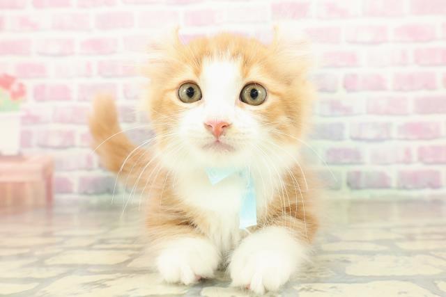 大阪府のキンカロー (Coo&RIKU茶屋町店/2025年11月4日生まれ/男の子/レッドタビーホワイト)の子猫