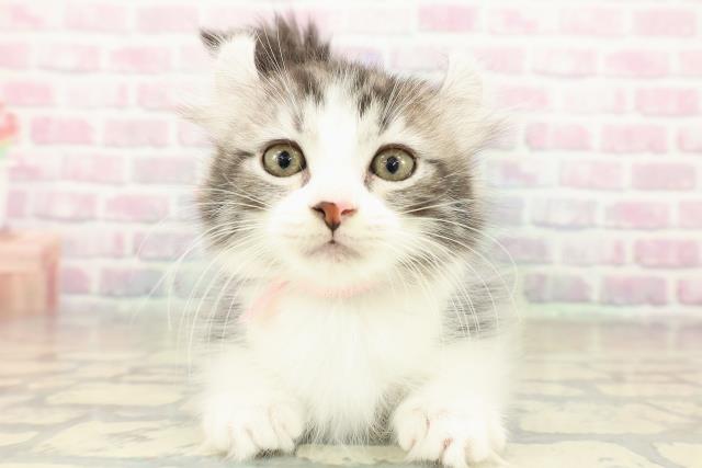 大阪府のキンカロー (Coo&RIKU梅田店/2025年11月4日生まれ/女の子/シルバータビーホワイト)の子猫