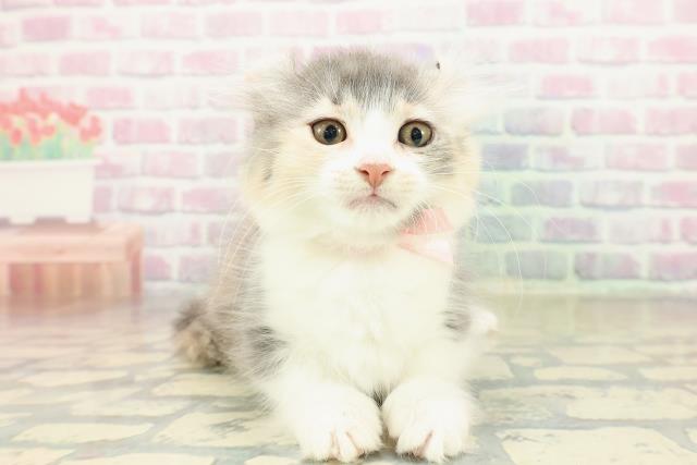 兵庫県のキンカロー (Coo&RIKU神戸三宮店/2025年11月4日生まれ/女の子/ダイリュートキャリコ)の子猫の1枚目の画像