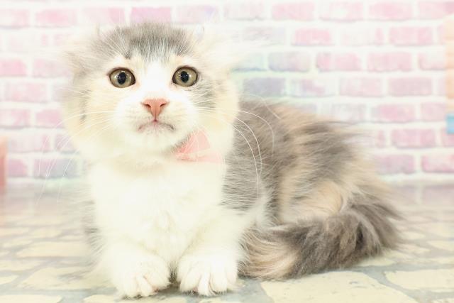 兵庫県のキンカロー (Coo&RIKU神戸三宮店/2025年11月4日生まれ/女の子/ダイリュートキャリコ)の子猫の2枚目の画像