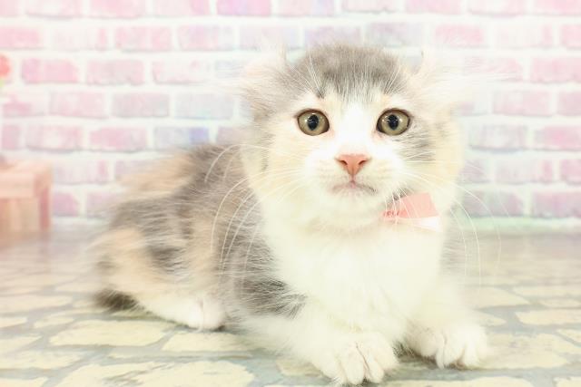 兵庫県のキンカロー (Coo&RIKU神戸三宮店/2025年11月4日生まれ/女の子/ダイリュートキャリコ)の子猫の3枚目の画像