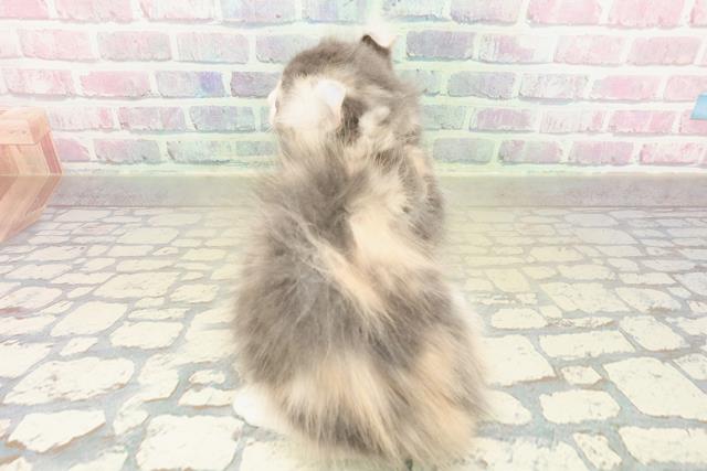 兵庫県のキンカロー (Coo&RIKU神戸三宮店/2025年11月4日生まれ/女の子/ダイリュートキャリコ)の子猫の4枚目の画像