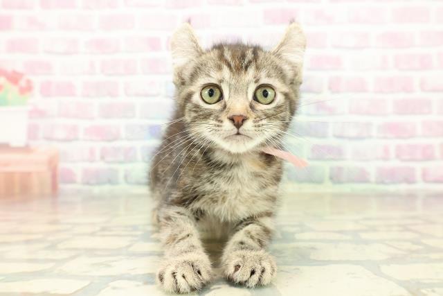 兵庫県のアメリカンカール (Coo&RIKU伊丹店/2025年11月4日生まれ/女の子/ブラウンパッチドタビー)の子猫の1枚目の画像