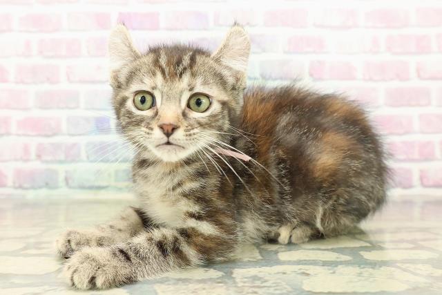 兵庫県のアメリカンカール (Coo&RIKU伊丹店/2025年11月4日生まれ/女の子/ブラウンパッチドタビー)の子猫の2枚目の画像