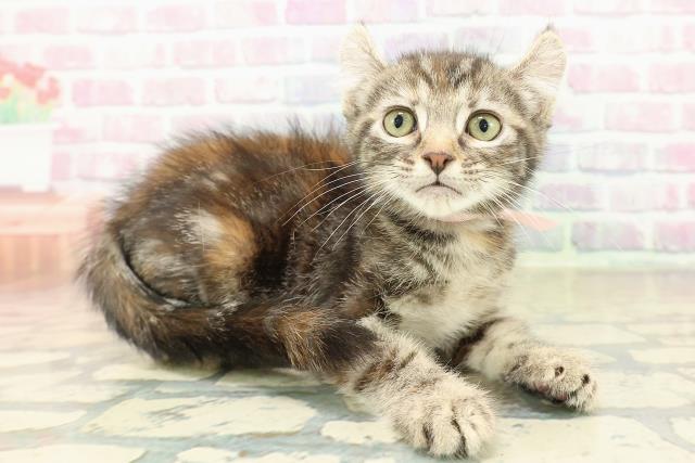 兵庫県のアメリカンカール (Coo&RIKU伊丹店/2025年11月4日生まれ/女の子/ブラウンパッチドタビー)の子猫の3枚目の画像