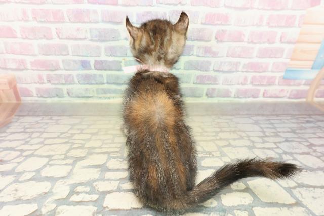 兵庫県のアメリカンカール (Coo&RIKU伊丹店/2025年11月4日生まれ/女の子/ブラウンパッチドタビー)の子猫の4枚目の画像