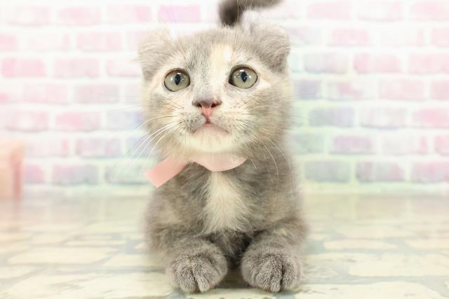 大阪府のアメリカンカール (Coo&RIKU枚方店/2025年11月4日生まれ/女の子/ブルークリーム)の子猫の1枚目の画像