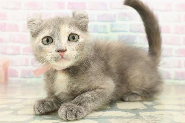 大阪府のアメリカンカール (Coo&RIKU枚方店/2025年11月4日生まれ/女の子/ブルークリーム)の子猫の2枚目の画像