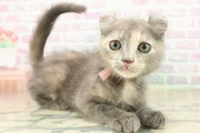 大阪府のアメリカンカール (Coo&RIKU枚方店/2025年11月4日生まれ/女の子/ブルークリーム)の子猫の3枚目の画像