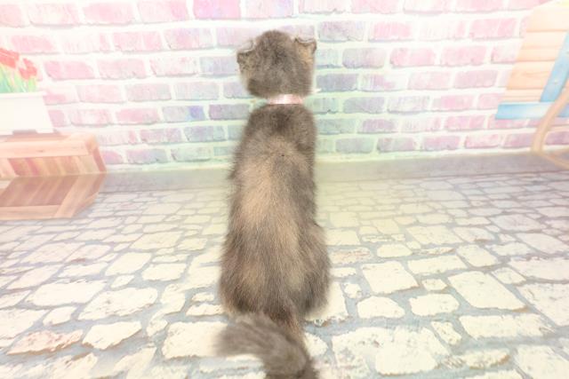 大阪府のアメリカンカール (Coo&RIKU枚方店/2025年11月4日生まれ/女の子/ブルークリーム)の子猫の4枚目の画像