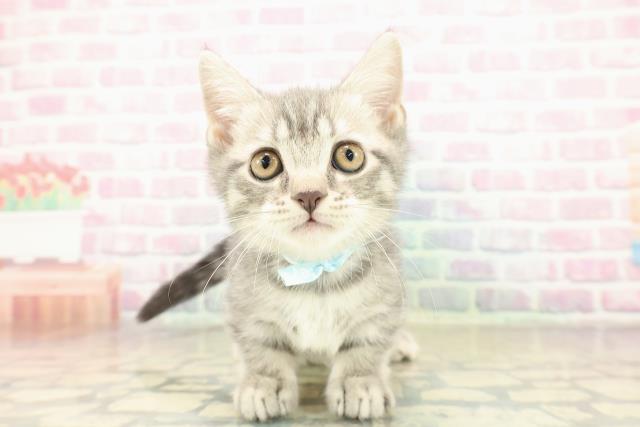 大阪府のマンチカン (Coo&RIKU和泉店/2025年11月6日生まれ/男の子/ブルータビー)の子猫