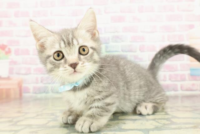 大阪府のマンチカン (Coo&RIKU和泉店/2025年11月6日生まれ/男の子/ブルータビー)の子猫の2枚目の画像