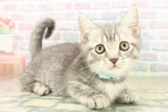 大阪府のマンチカン (Coo&RIKU和泉店/2025年11月6日生まれ/男の子/ブルータビー)の子猫の3枚目の画像