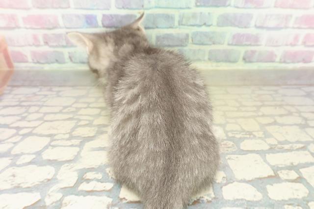 大阪府のマンチカン (Coo&RIKU和泉店/2025年11月6日生まれ/男の子/ブルータビー)の子猫の4枚目の画像