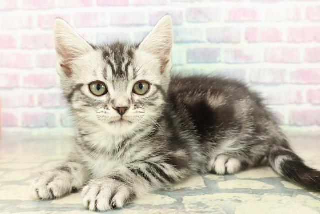 兵庫県のアメリカンショートヘアー (Coo&RIKU神戸三宮店/2025年11月7日生まれ/男の子/シルバータビー)の子猫の2枚目の画像